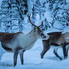 Reindeer in Finnish Lapland