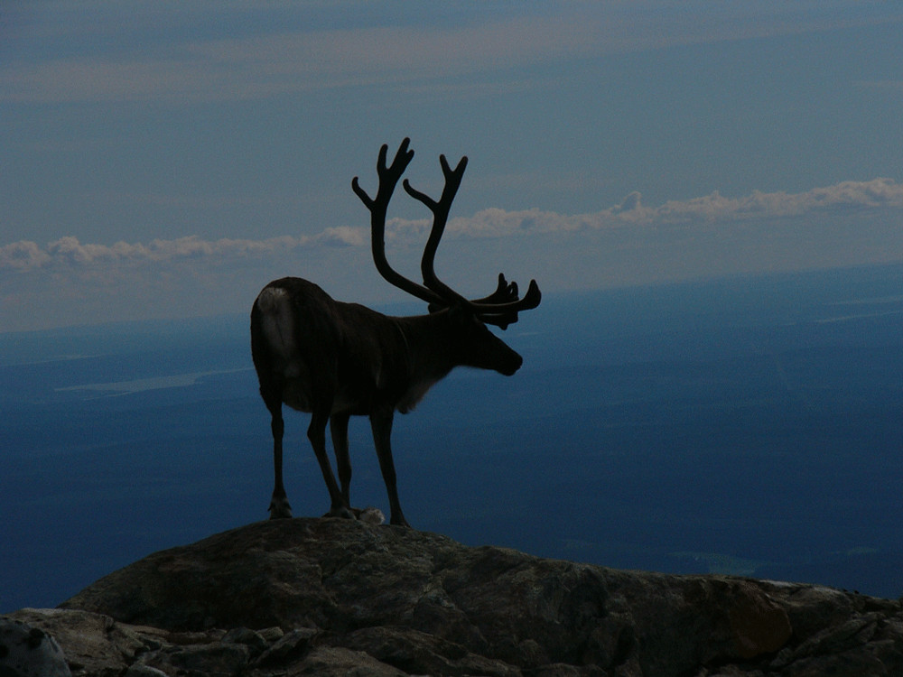 Reindeer in the high mountain
