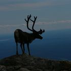 Reindeer in the high mountain