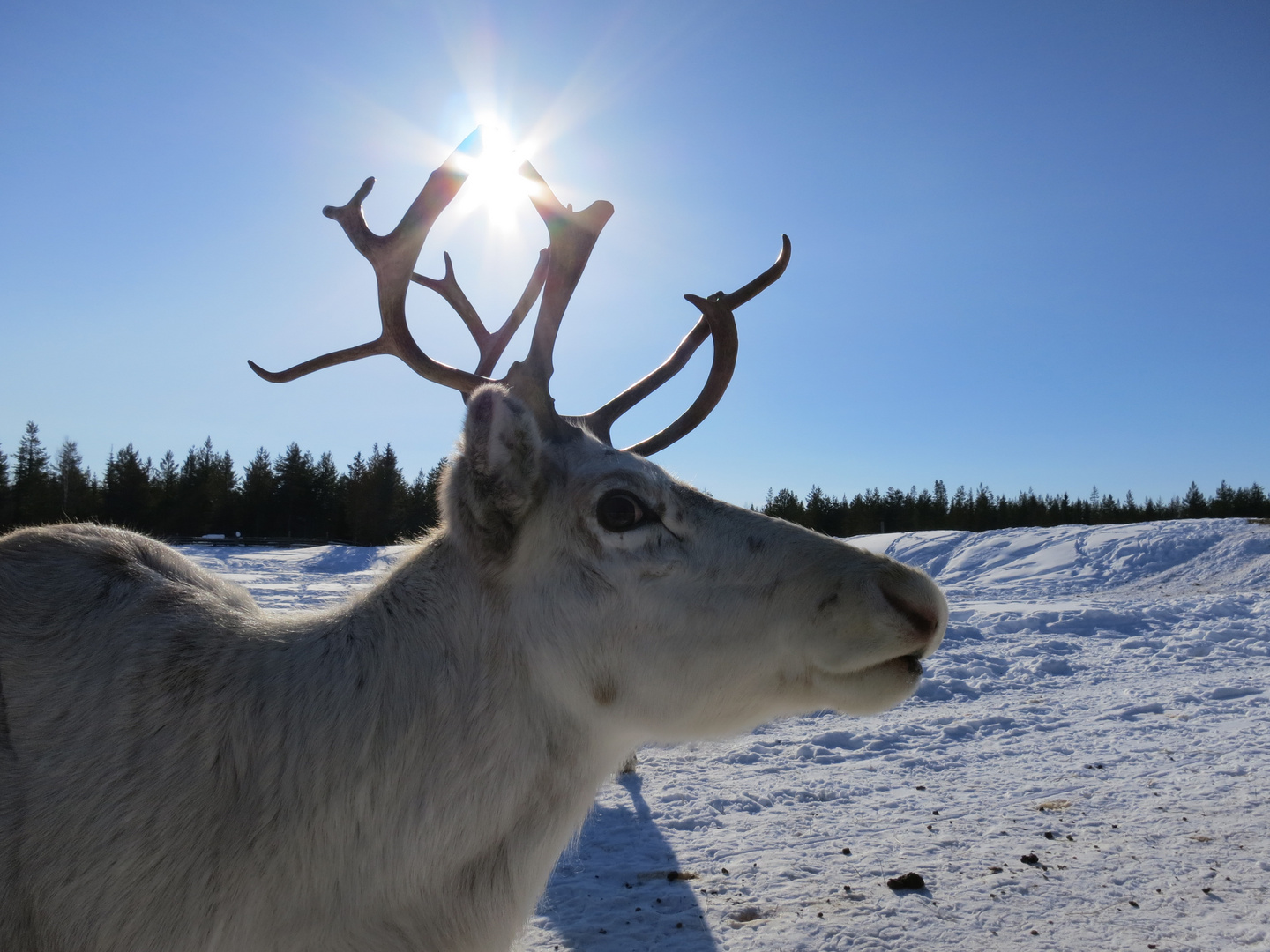 Reindeer in the sun