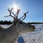 Reindeer in the sun