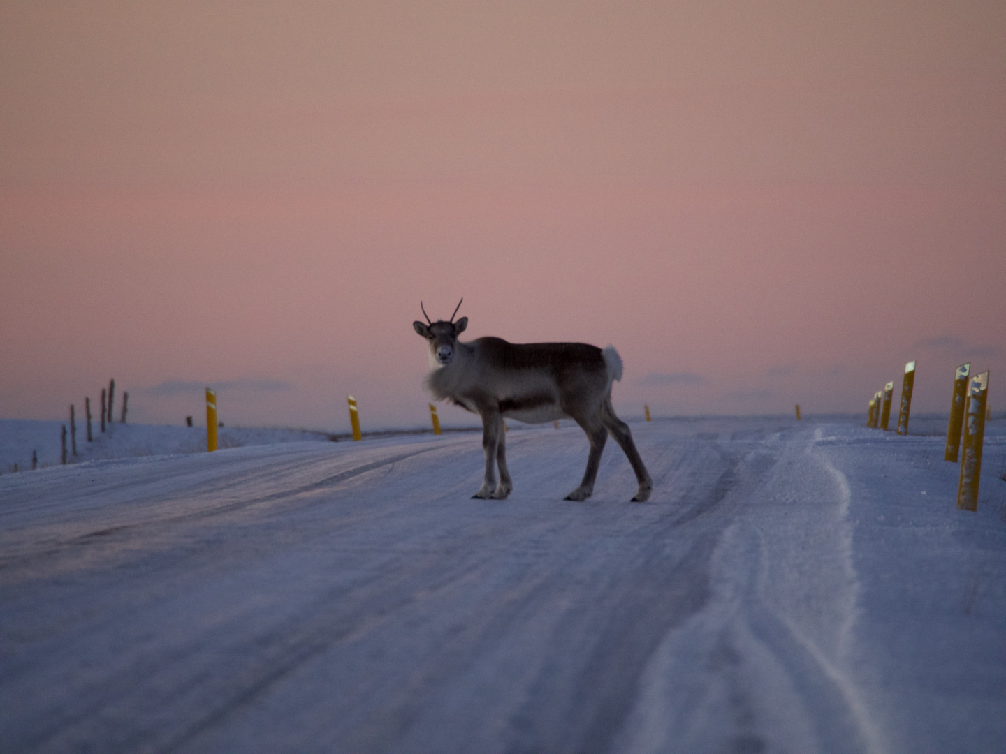 Reindeer on Iceland