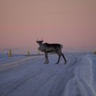 Reindeer on Iceland