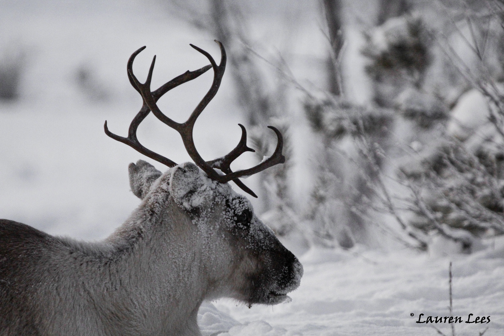 reindeer // swedish lapland