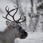 reindeer // swedish lapland