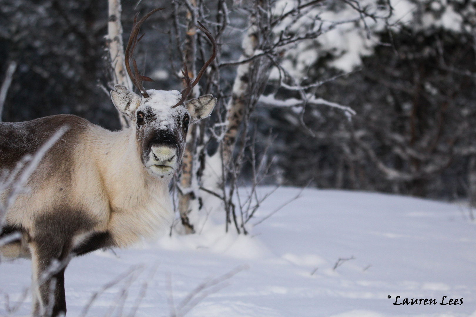 reindeer // swedish lapland