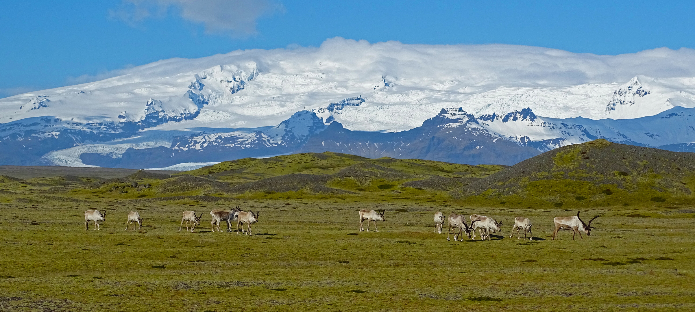 Reindeers in nature