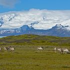 Reindeers in nature