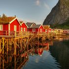 Reine 18