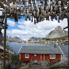 Reine 2