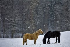 Reine Geschmacksache - so ein Winterfell