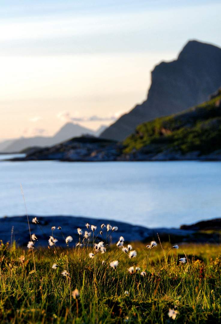 Reine Gras-Schur-Wolle