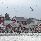 Reine, Lofoten, Norwegen