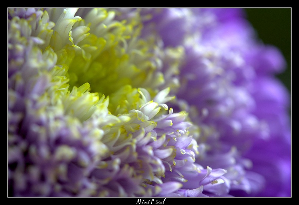 Reine-Marguerite