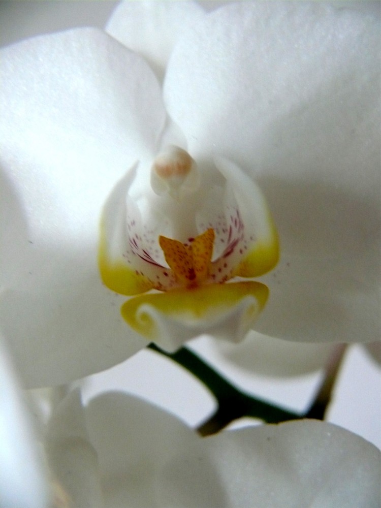 Reine Orchidee