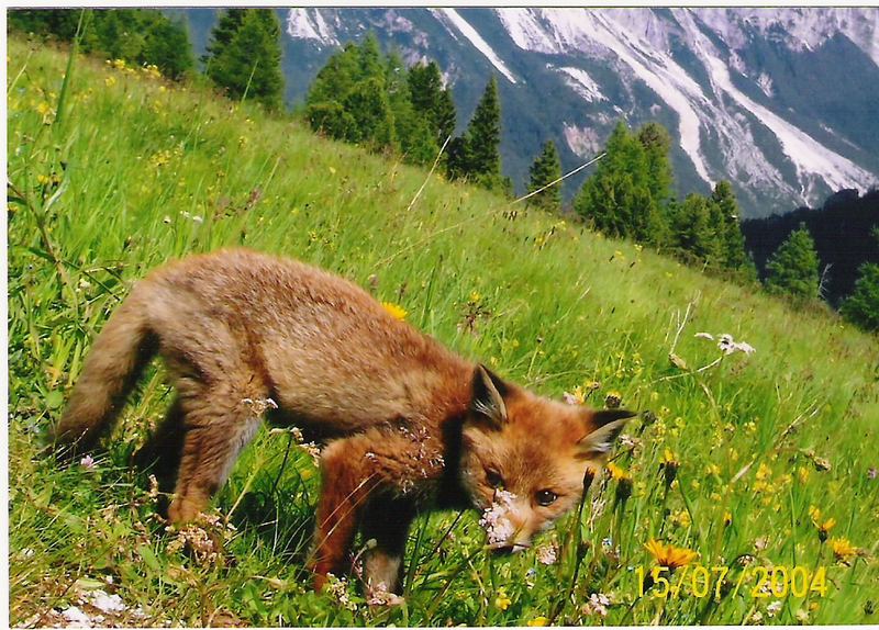 Reinecke Fuchs