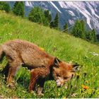 Reinecke Fuchs