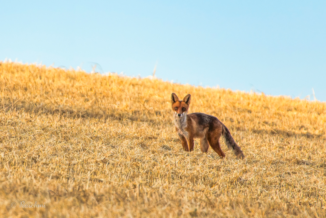 REINECKE FUCHS