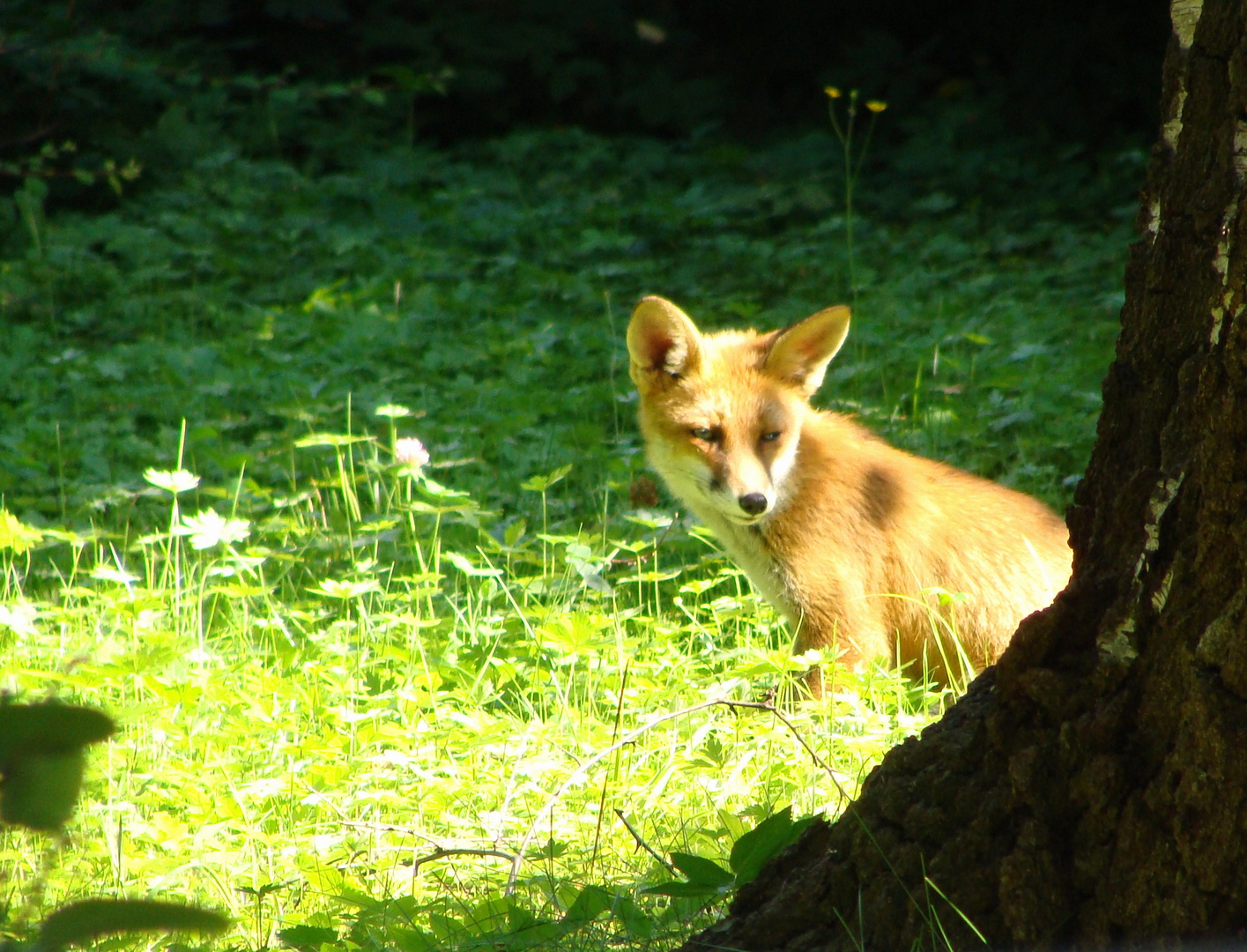 Reinecke Fuchs