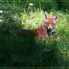 Reinecke Fuchs beim Sonnenbad