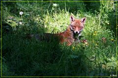 Reinecke Fuchs beim Sonnenbad