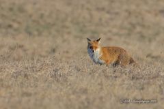 Reinecke Fuchs