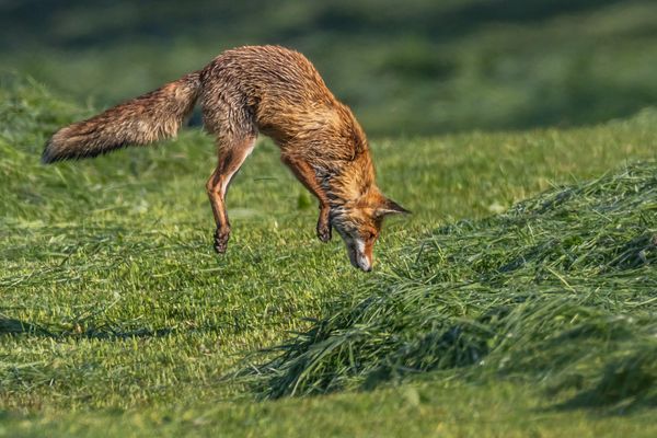 Reinecke im Beutesprung