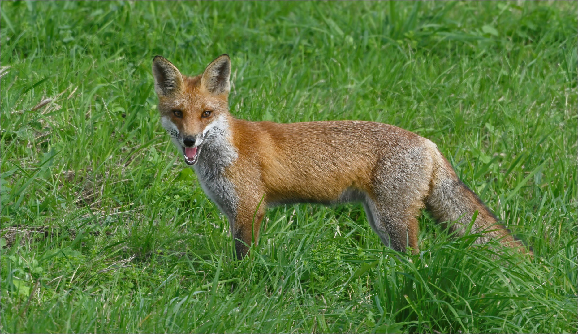"Reineke" Foto & Bild tiere, wildlife, säugetiere Bilder auf