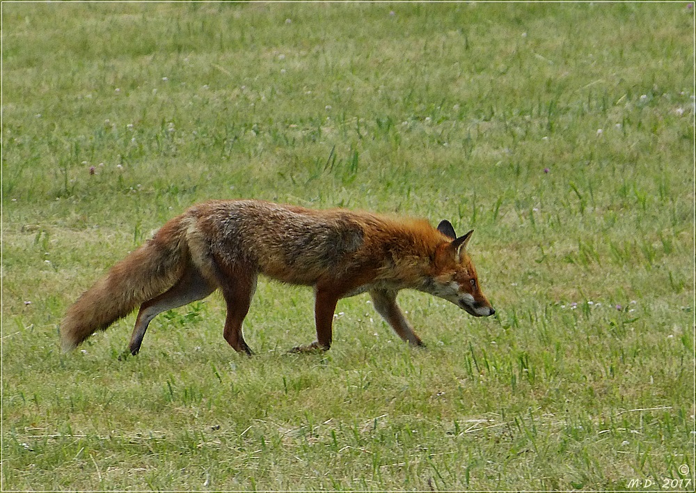 Reineke Fuchs...