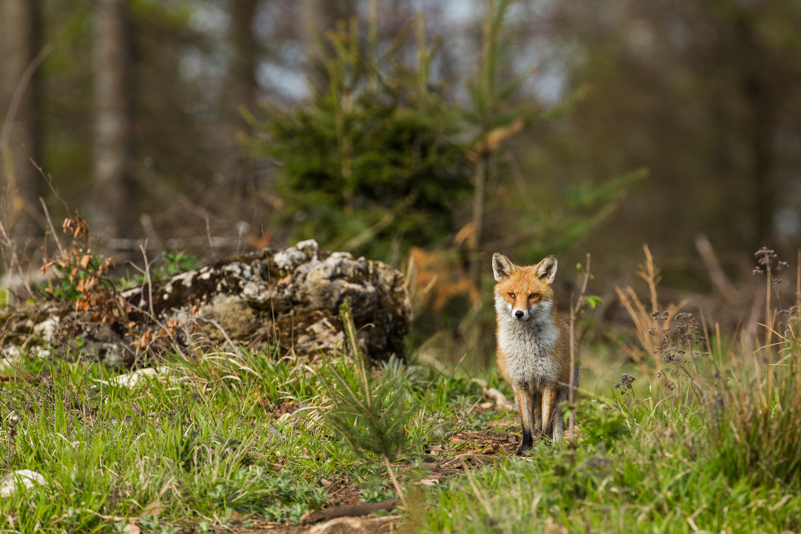 Reineke Fuchs...