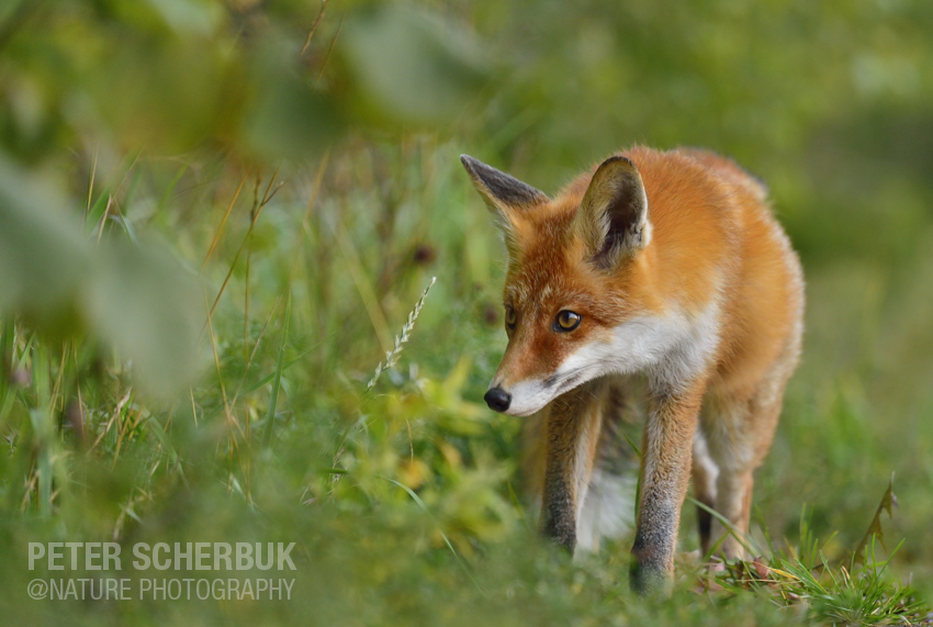 Reineke Fuchs...