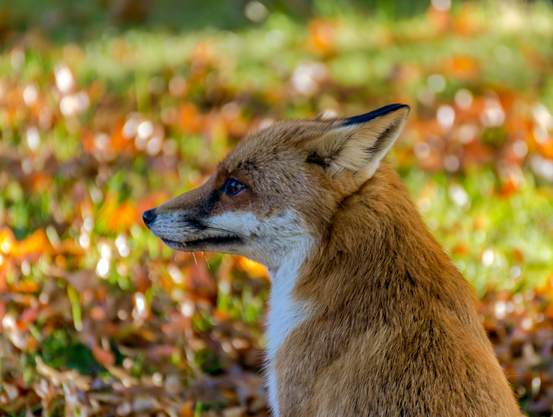 Reineke Fuchs gab sich die Ehre im herbstlichen Britzer Garten