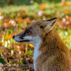 Reineke Fuchs gab sich die Ehre im herbstlichen Britzer Garten