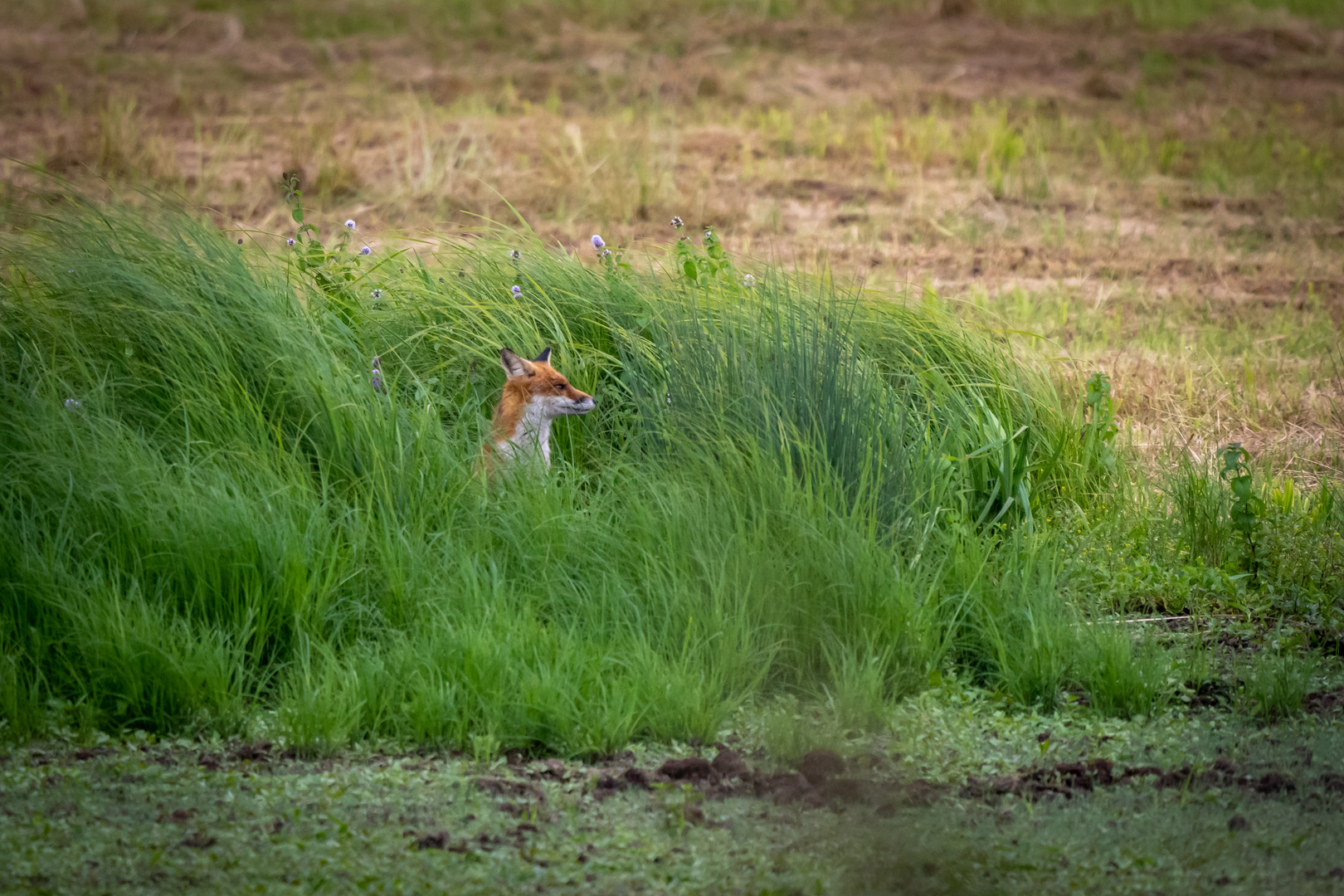 Reineke Fuchs hat es auf die Gänse abgesehen