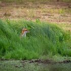 Reineke Fuchs hat es auf die Gänse abgesehen