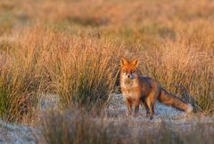 Reineke Fuchs im Winter