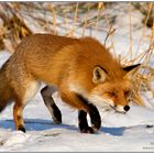 Reineke Fuchs (Vulpes vulpes)