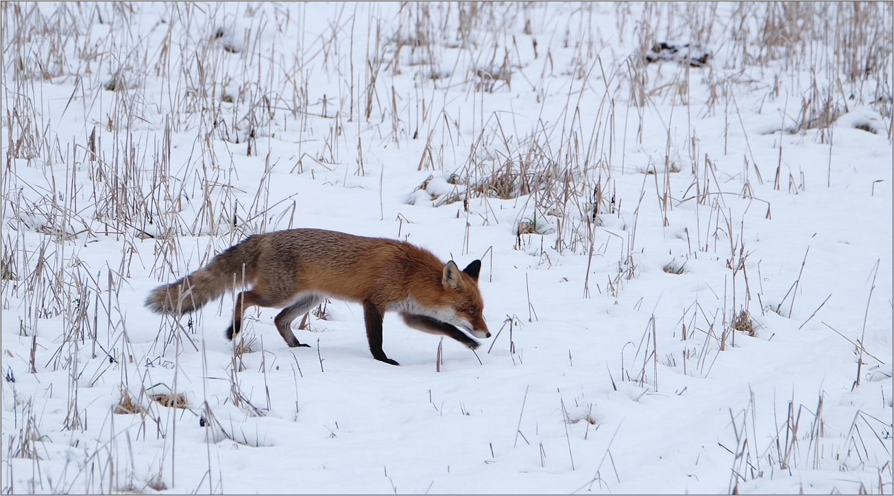 Reineke im Schnee