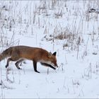 Reineke im Schnee