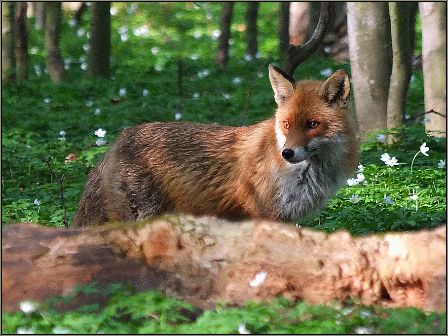 Reineke im Walde