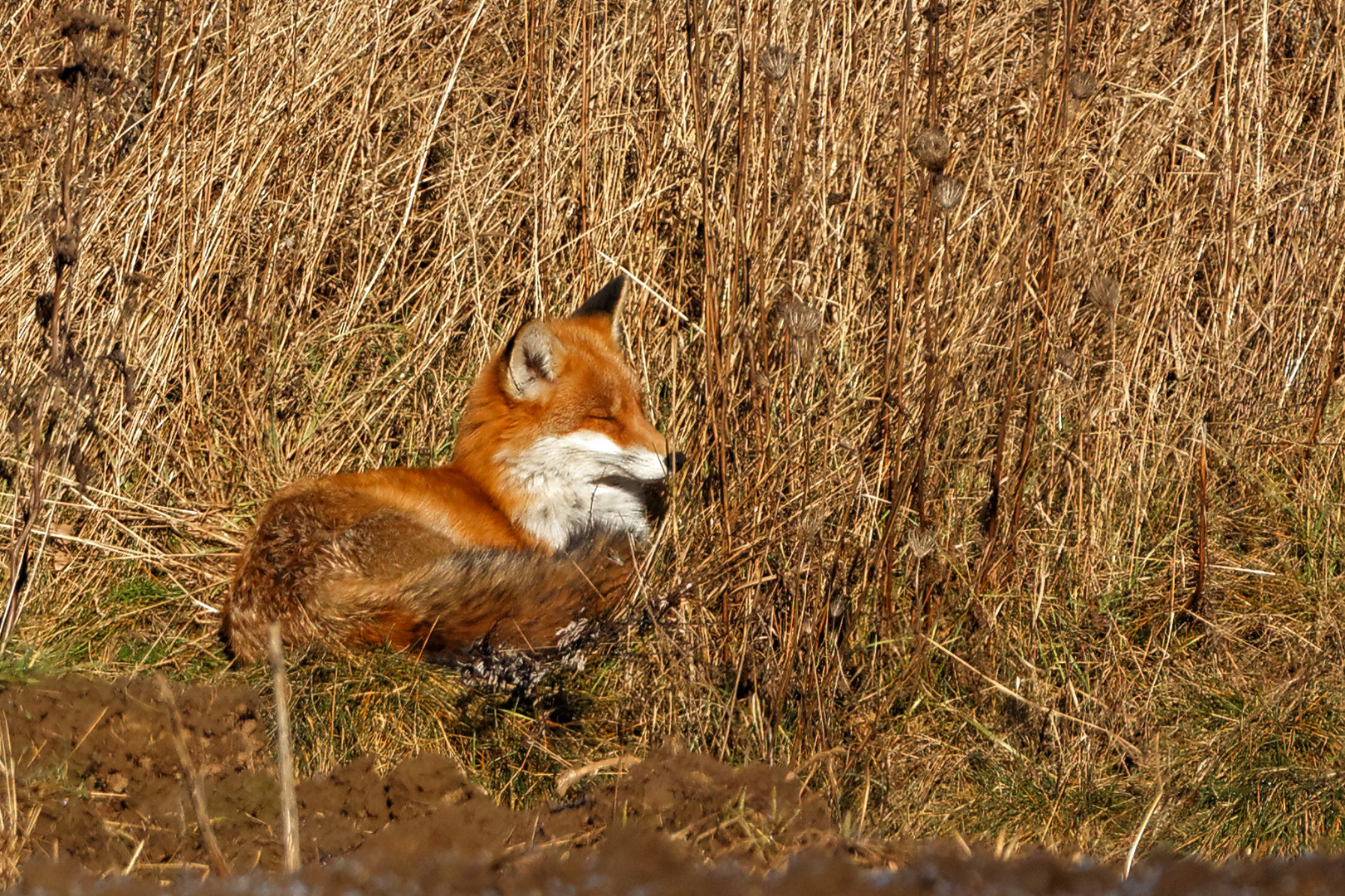 Reineke    _Mittagsschlaf in der Wintersonne