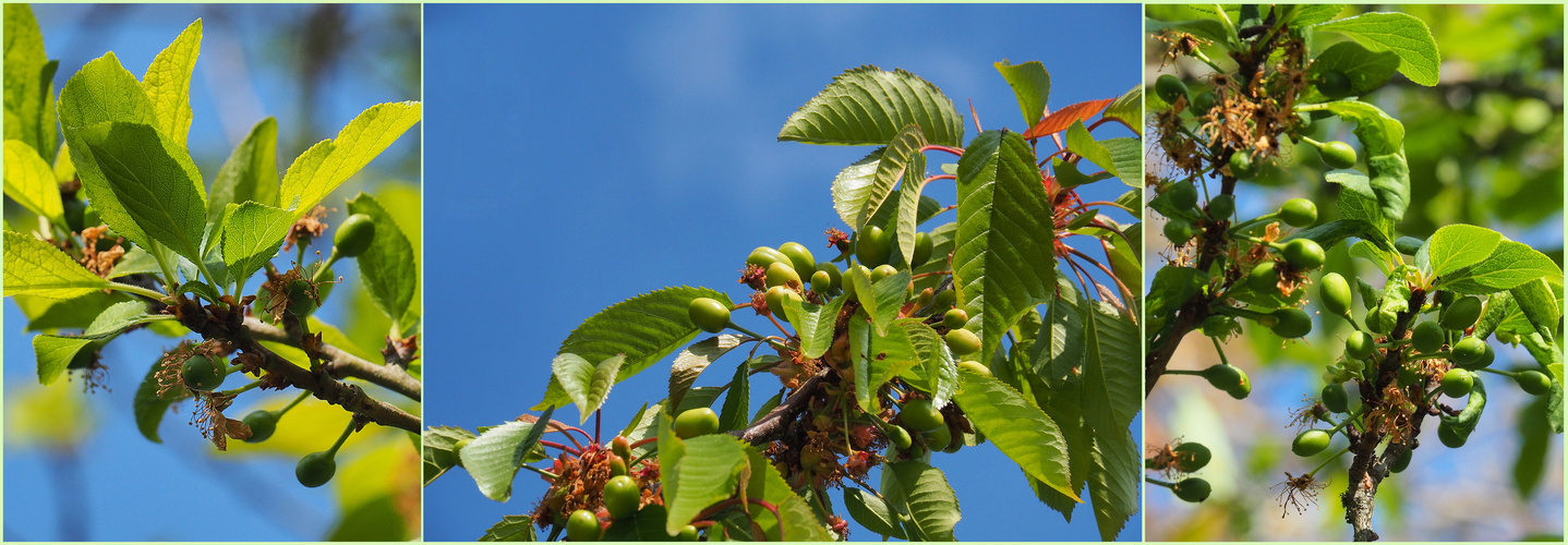 Reines-Claudes, cerises et mirabelles en devenir,