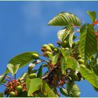 Reines-Claudes, cerises et mirabelles en devenir,