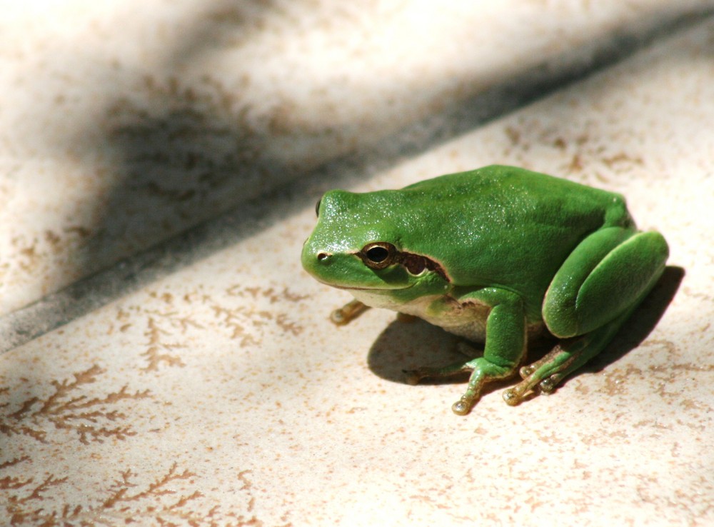 2 photo et image animaux, reptiles, amphibiens, nature