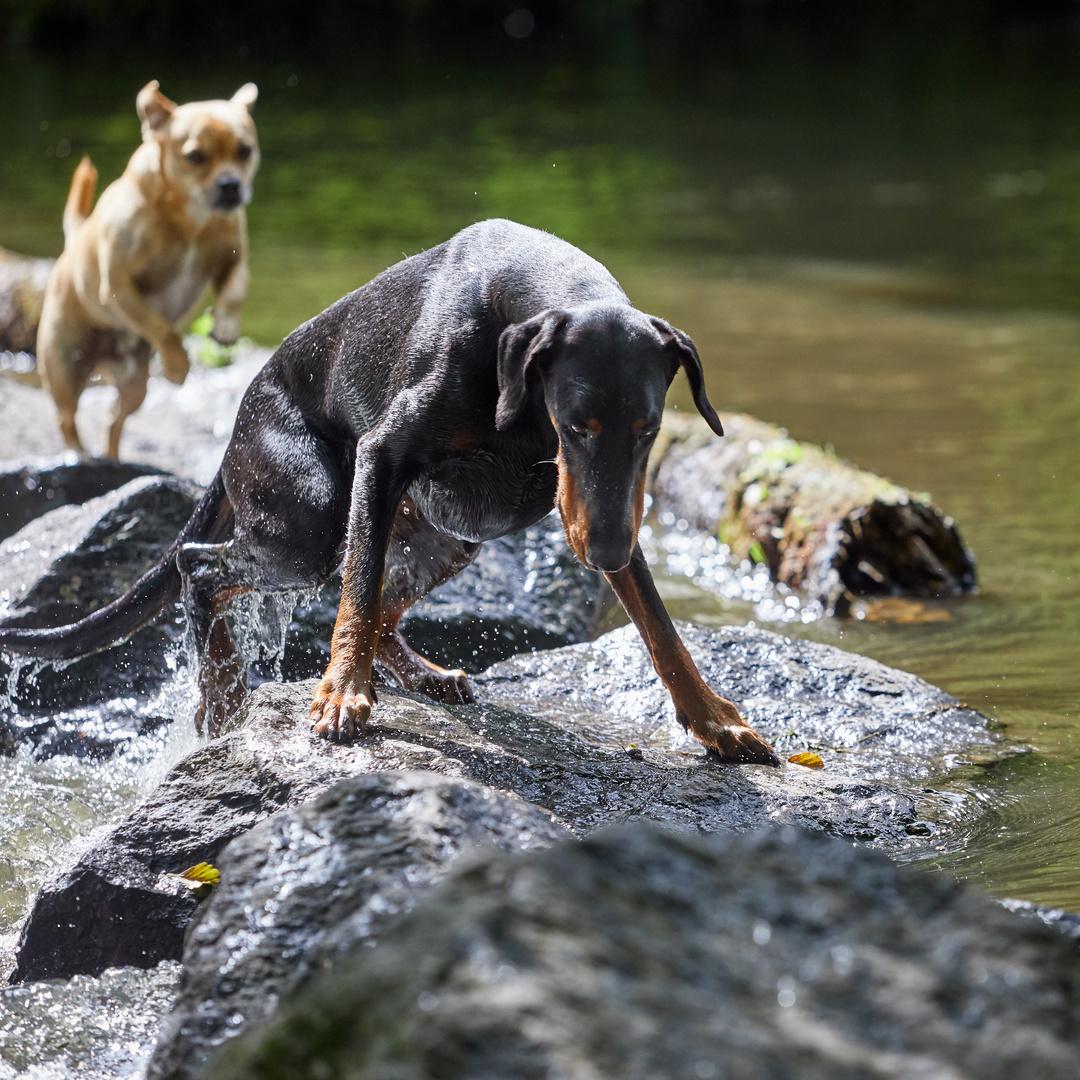 Hunde See Hunde See
