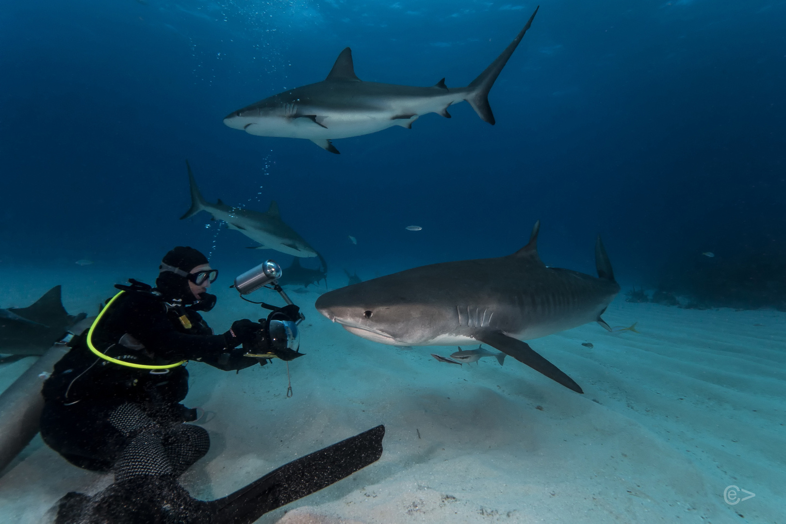 Reinhard und der Tiger     Bahamas 2017