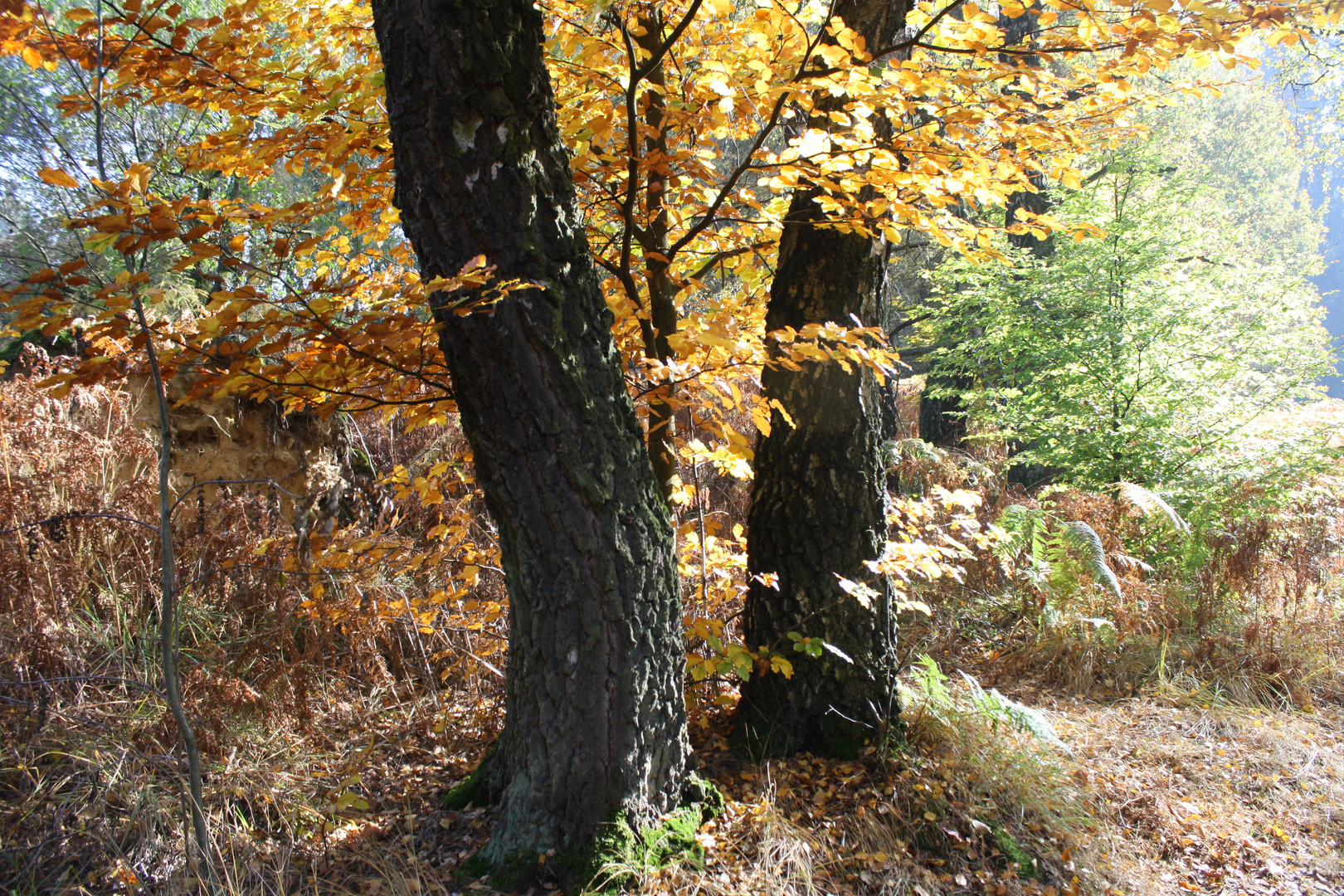 Reinhardswald bei der Sababurg, ein wunderschöner Herbsttag