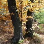 Reinhardswald bei der Sababurg, ein wunderschöner Herbsttag