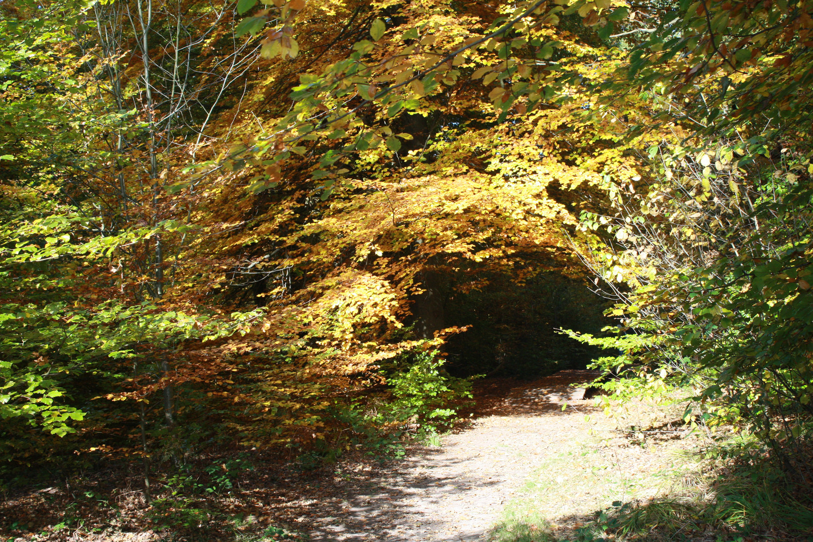 Reinhardswald bei der Sababurg, ein wunderschöner Herbsttag
