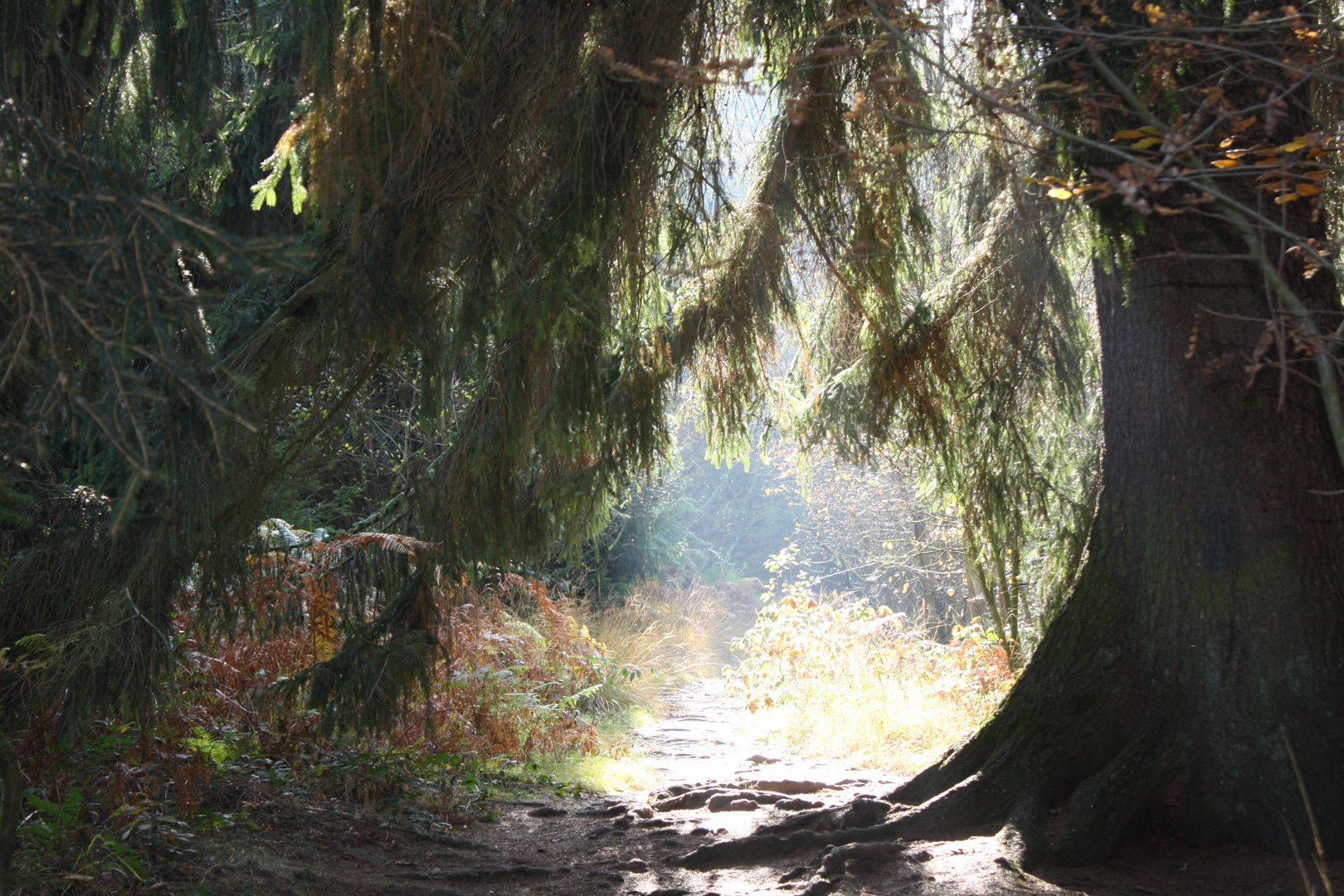 Reinhardswald bei der Sababurg, wunderschöner Herbsttag